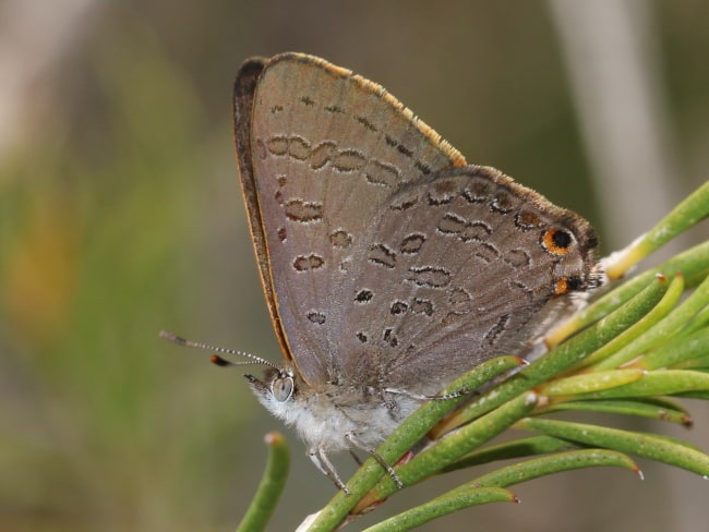 Acrodipsas cuprea at Shoal Bay