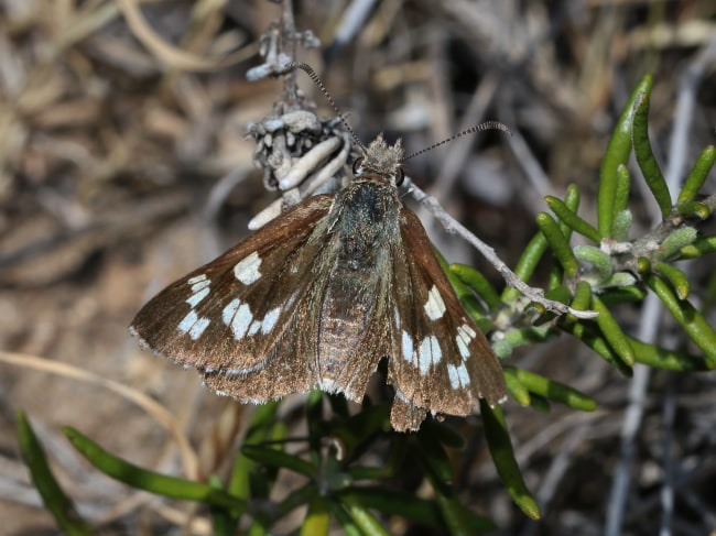 Antipodia atralba at Hallett Cove