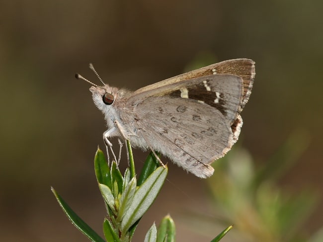 Antipodia_dactyliota at Lesmurdie