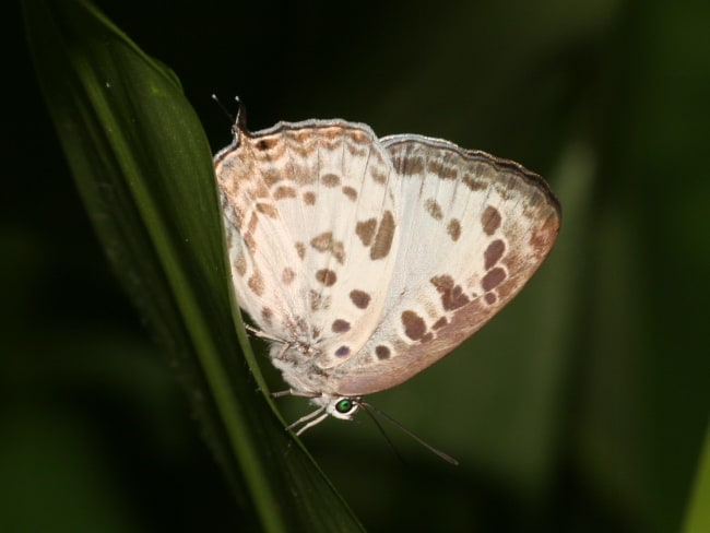 Arhopala wildei at Cairns Botanic Garden