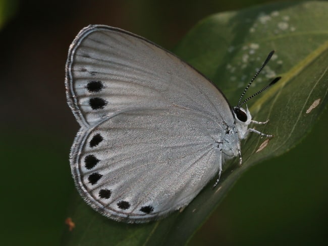 Candalides urumelia at Tumbling Waters