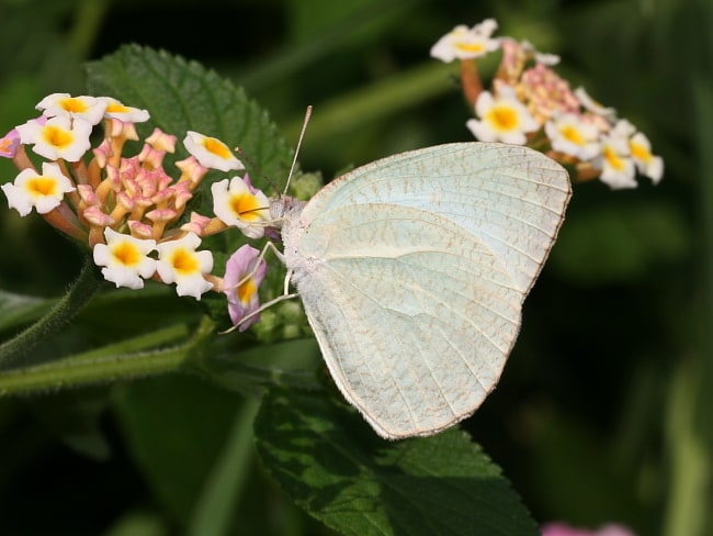 Catopsilia pyranthe at Knapsack Bridge