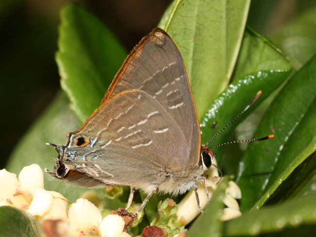 Deudorix diovis at the Royal Botanic Gardens