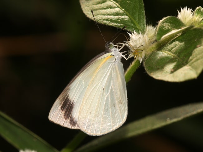 Elodina queenslandica at Edmonton Boat Ramp