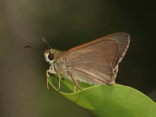 Hesperilla sarnia on Mount Stuart