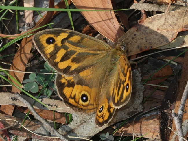 Heteronympha merope salazar at Mount Nelson