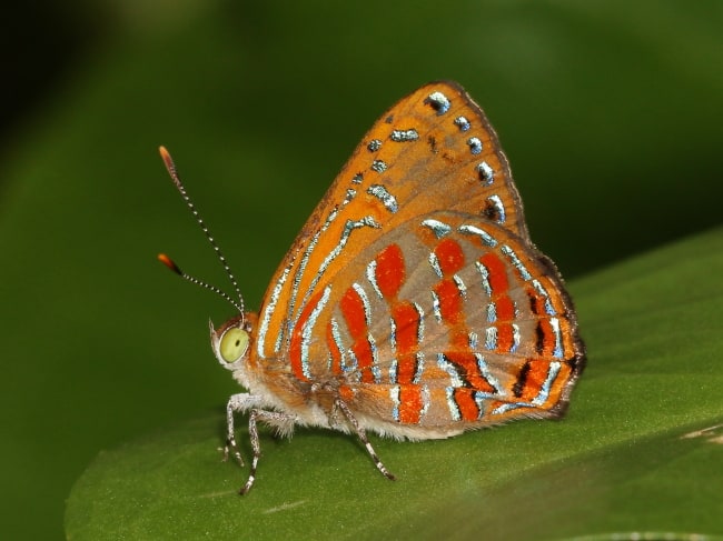 Hypochrysops apelles at Holloway's Beach