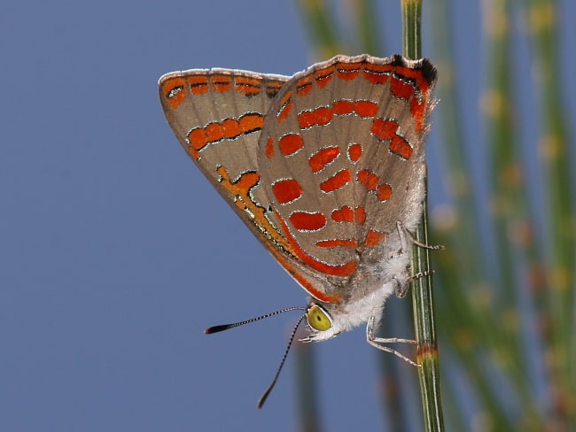 Hypochrysops delicia at Cahill's Lookout