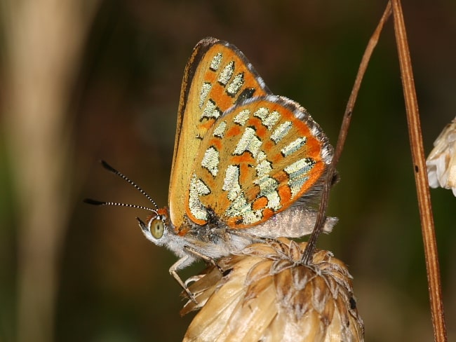 Hypochrysops halyaetus at Koondoola