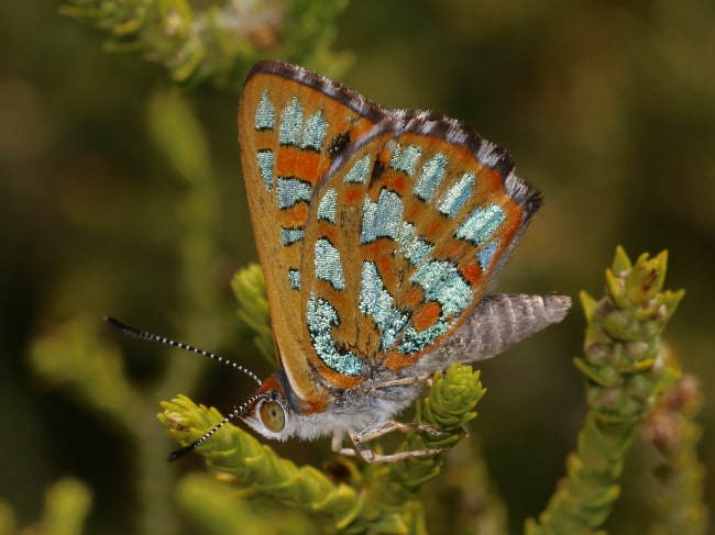 Hypochrysops halyaetus at Leeman