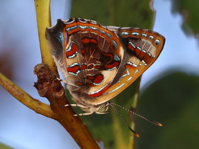 Hypochrysops narcissus at Innisfail