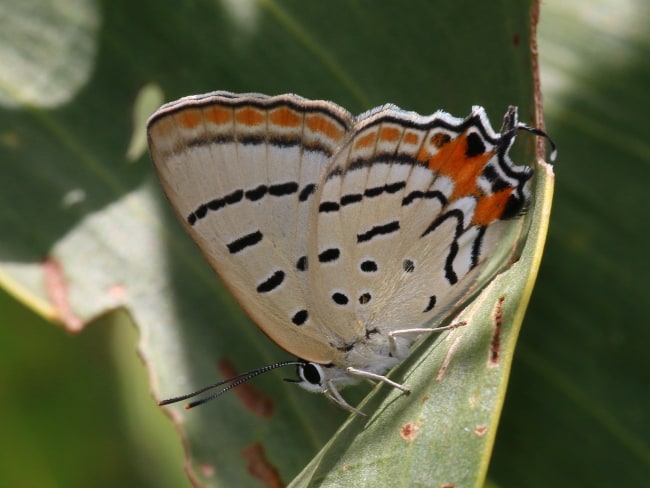 Jalmenus eichhorni at Cooktown