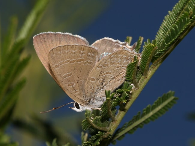 Jalmenus icilius at Mount Ainslie