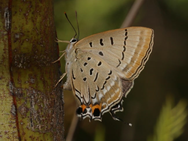 Jalmenus ictinus at Georges Hall