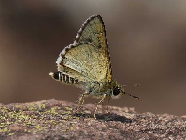 Neohesperilla xanthomera at Mount Ngungun