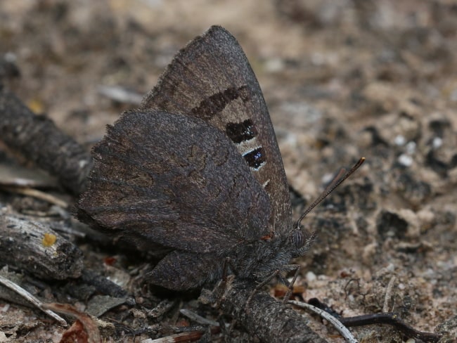 Ogyris otanes at Stirling Range NP