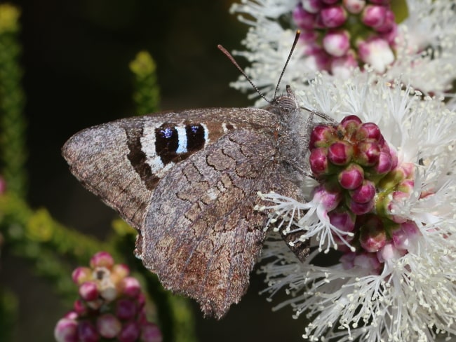 Ogyris arcana sublustris at Cervantes