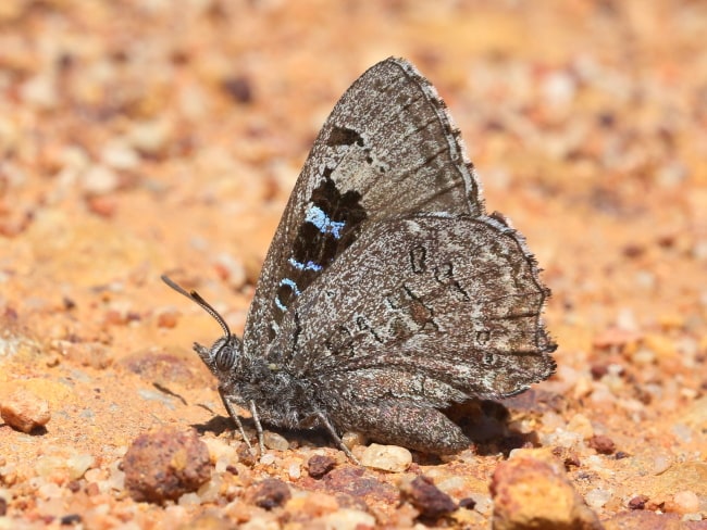 Ogyris subterrestris at Cape Naturaliste