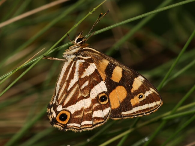 Oreixenica kershawi at Barrington Tops