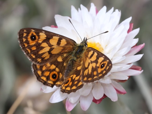 Oreixenica orichora at Mount Ginini