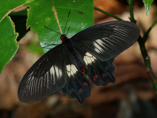 Pachliopta polydorus at Goomboora Park