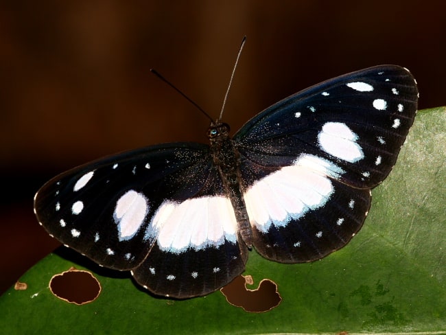 Pantoporia venilia at the site of the old Claudie Airstrip