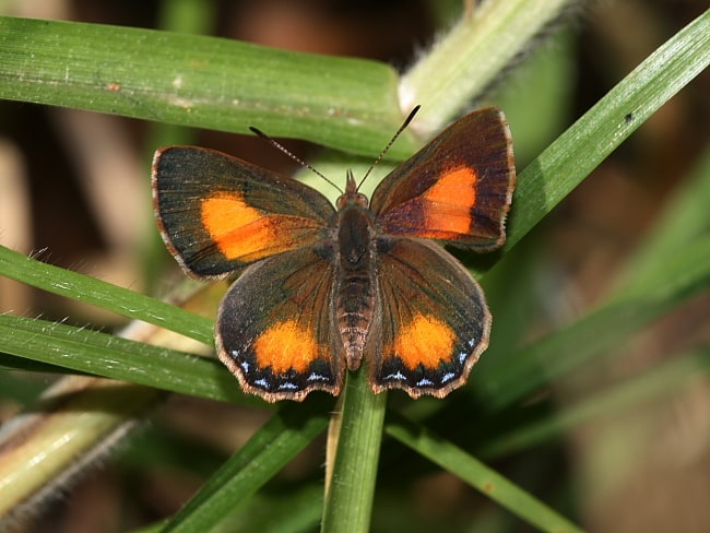 Paralucia aurifera at Ingleburn