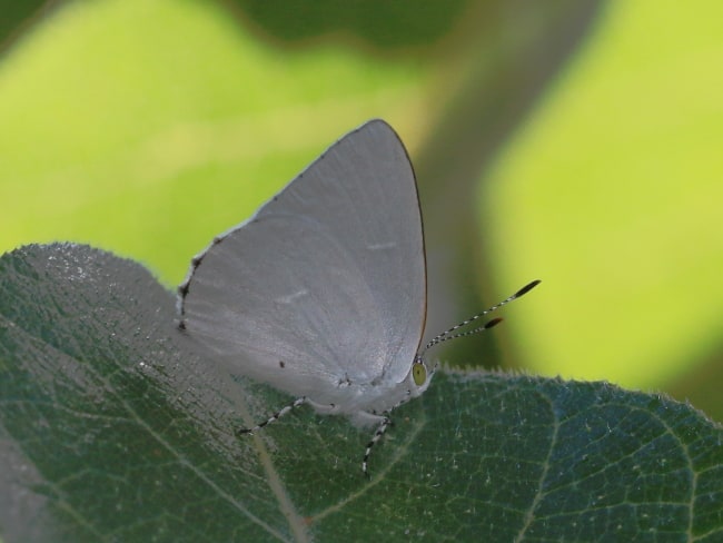 Philiris innotata at Rowes Bay