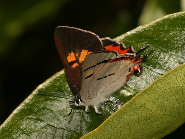 Pseudalmenus chlorinda at Bowral