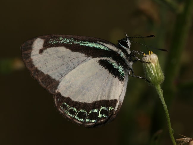 Psychonotis caelius at Brooklyn