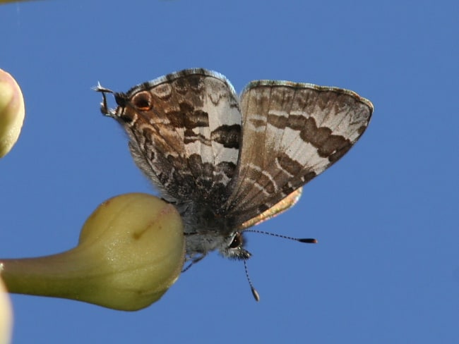 Sahulana scintillata at Mount Annan