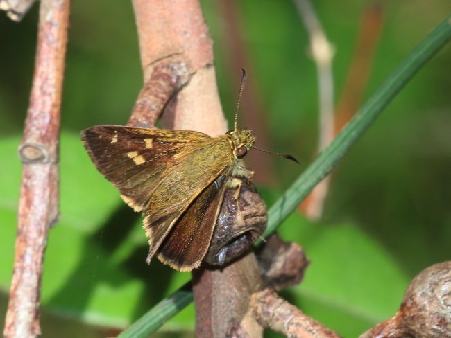 Timoconia tymbophora at Stanwell Park