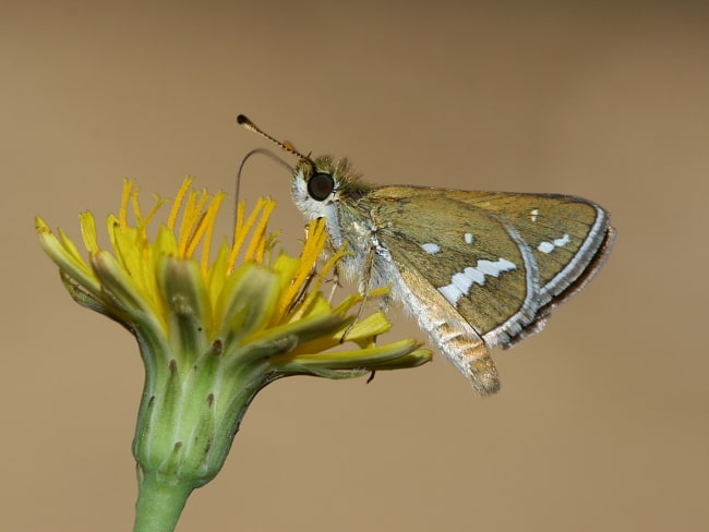 Taractrocera papyria at Wentworth Falls