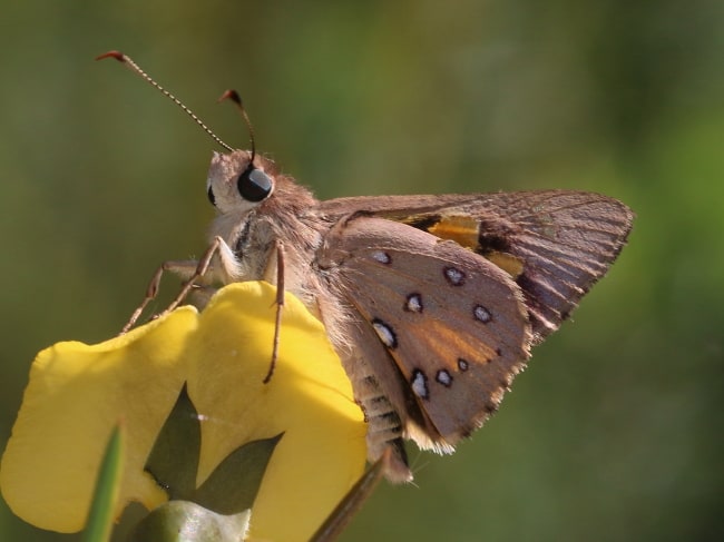 Trapezites iacchoides at Duffys Forest