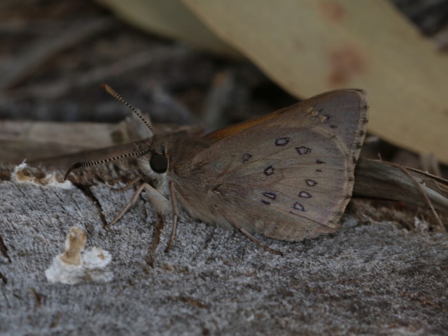 Trapezites phigalia in the carpark at Mount Lofty