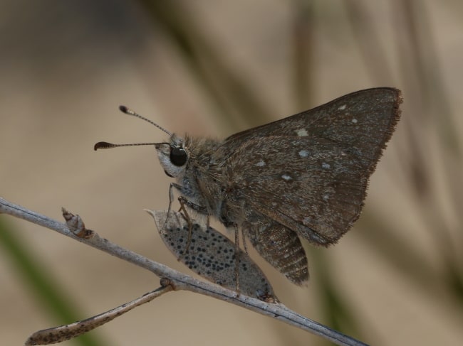 Trapezites sciron eremicola at Ngarkat Conservation Park