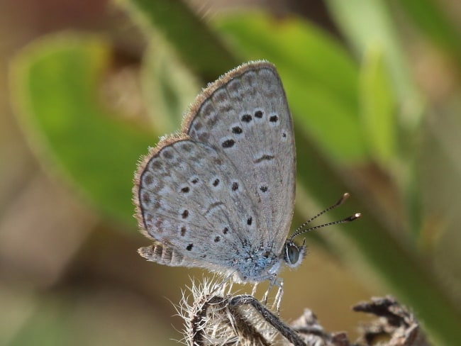 Zizeeria karsandra at James Earl Lookout