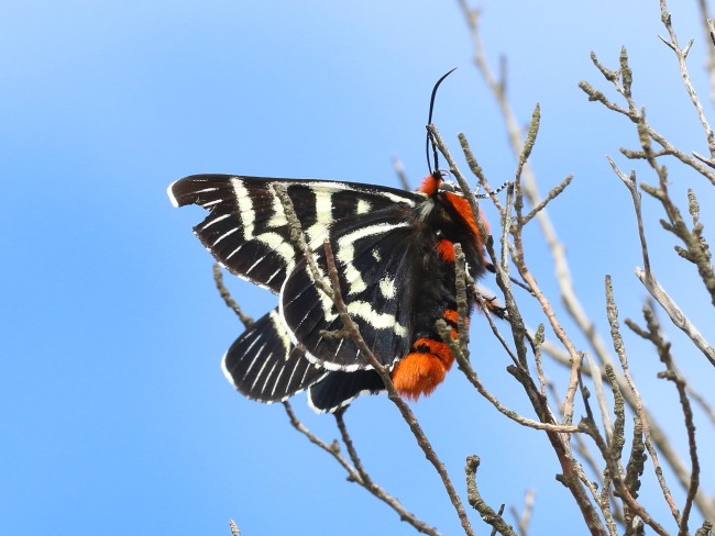 Mistletoe Moth Comocrus behri