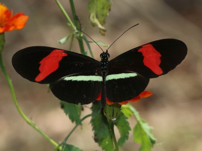 Heliconius erato Red Postman