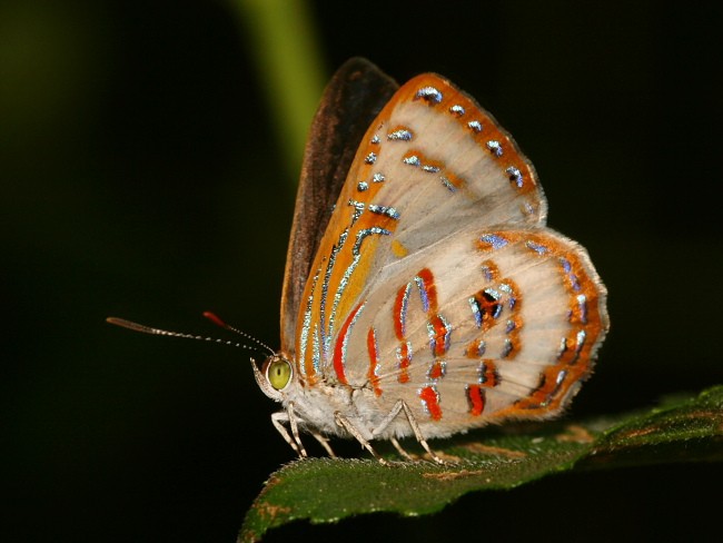 Hypochrysops miskini Coral Jewel