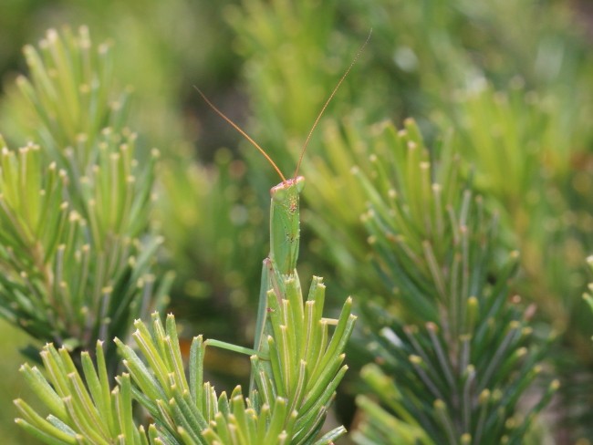 Hungry mantis Looking for Ant Blues