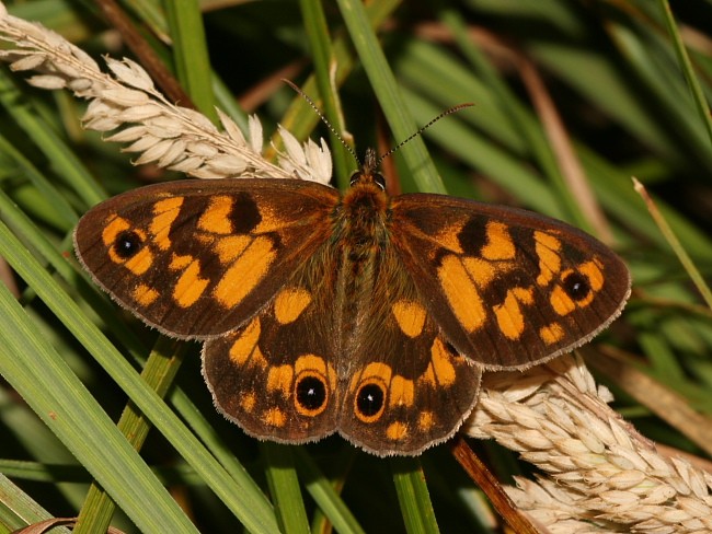 Heteronympha cordace Bright-eyed Brown