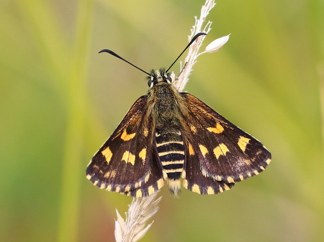 Hesperilla munionga Alpine Sedge-skipper