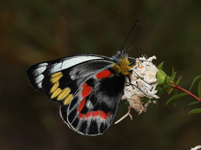 Delias harpalyce Imperial Jezebel