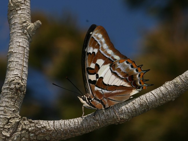 Charaxes sempronius Tailed Emperor