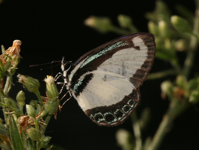 Small Green-Banded Blue (Psychonotis caelius) at Brooklyn