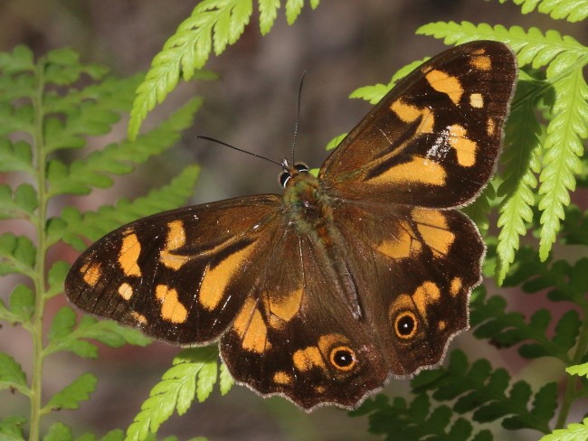 Heteronympha banksii Banks' Brown