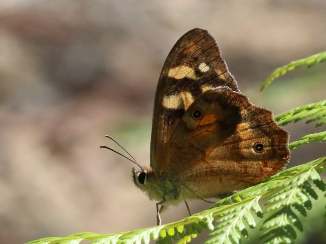 Heteronympha banksii Banks' Brown