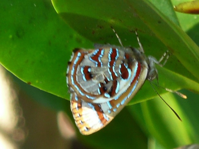 Hypochrysops narcissus Narcissus Jewel