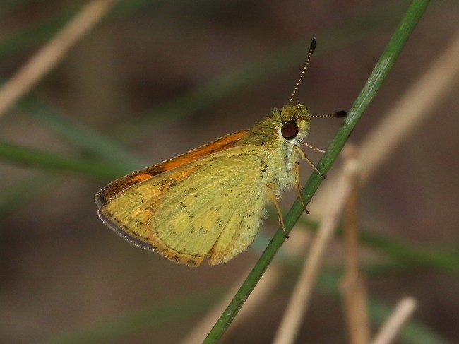 Ocybadistes walkeri Greenish Grass-dart